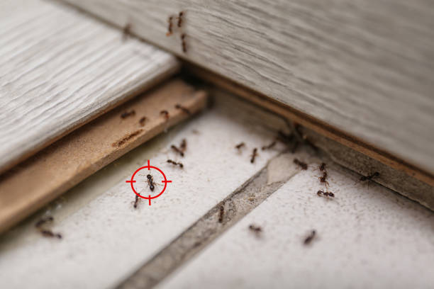 Best Mosquito Control Services  in Headland, AL