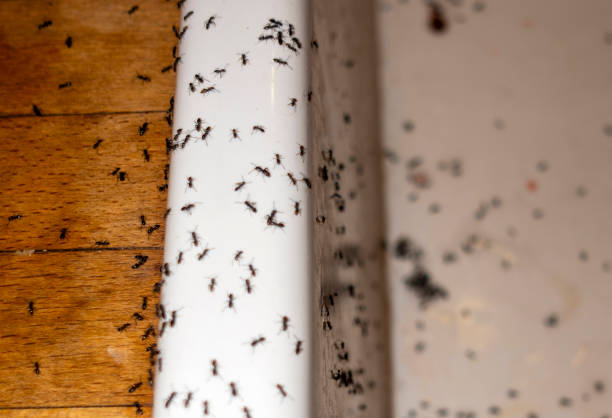 Best Emergency Pest Control  in Headland, AL