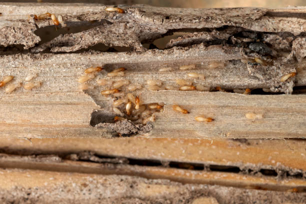 Best Bed Bug Extermination  in Headland, AL